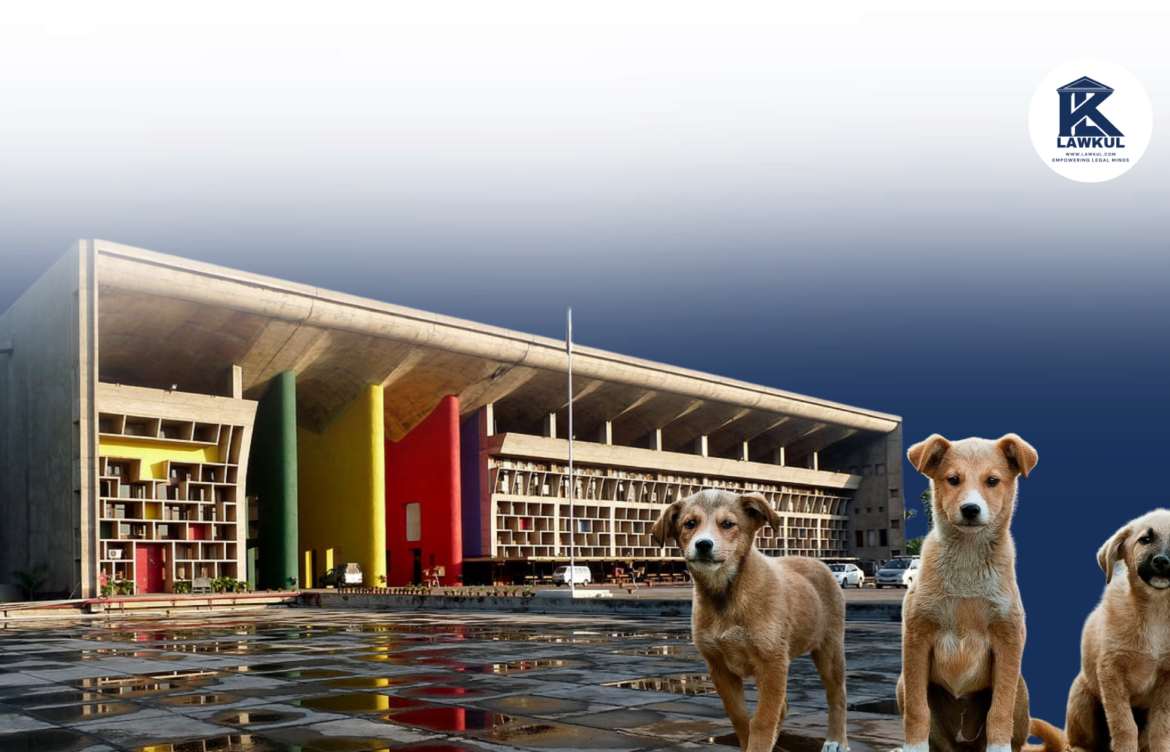 Punjab & Haryana HC Rules Stray Dogs Can’t Be Impounded Indefinitely—Must Be Returned After 10 Days